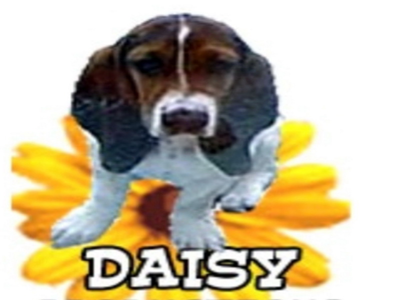 daisy-logo.jpg